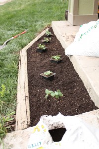 Planted Strawberries
